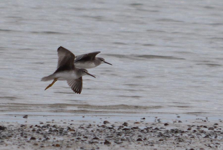 Sandpiper common 0005.JPG